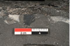 Foto (Detailansicht) von Blechnum sp.  (NHMW-GEO-2024-0188-10530)
